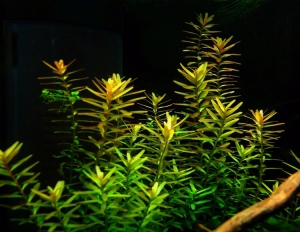 Rotala Rotundifolia - Green
